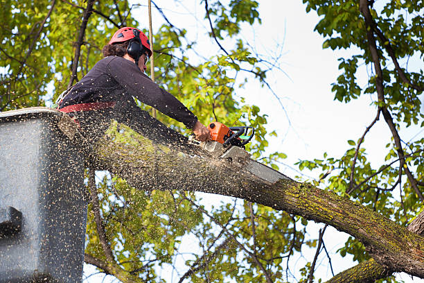 Best Tree Removal for Businesses  in Amesti, CA